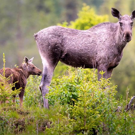 Вілла The Bear'S Den Hakafot Екстер'єр фото